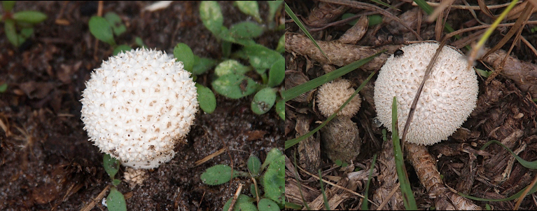 [Two photos spliced together. On the left is one white spherical mushroom with a light brown dot on each segment and little spiky edges. On the right are two puffballs with one approximately one fifth of the size of the other. Both are spherical with segments with light brown dots and spiky edges which are not as long as the ones on the puffball in the other image.]